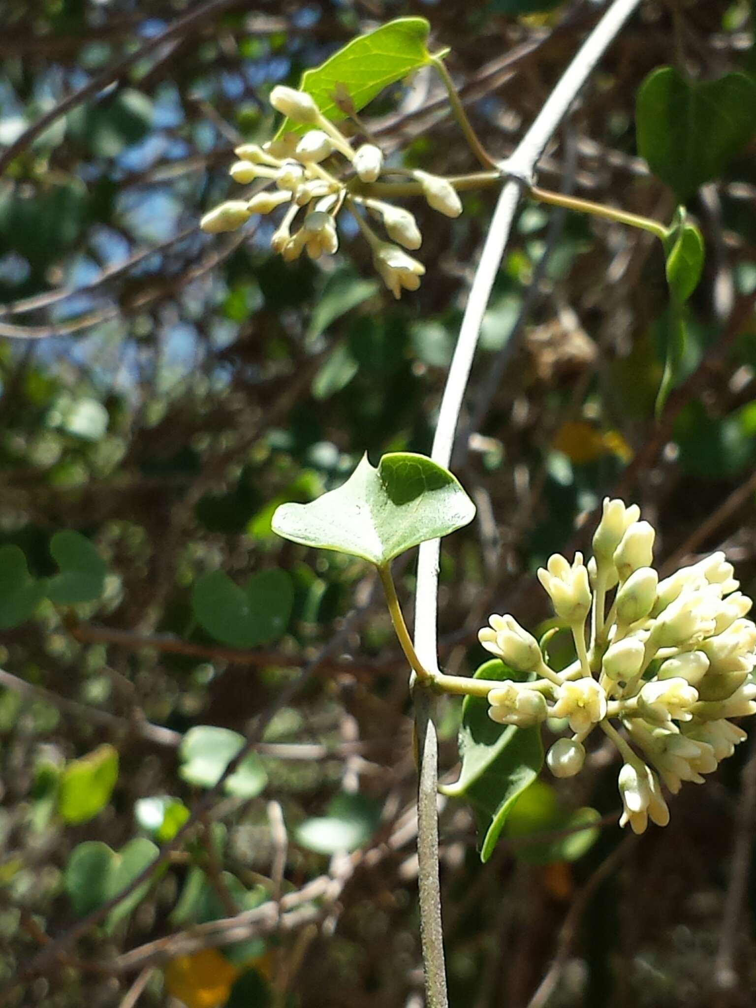 Sivun Marsdenia cordifolia Choux kuva