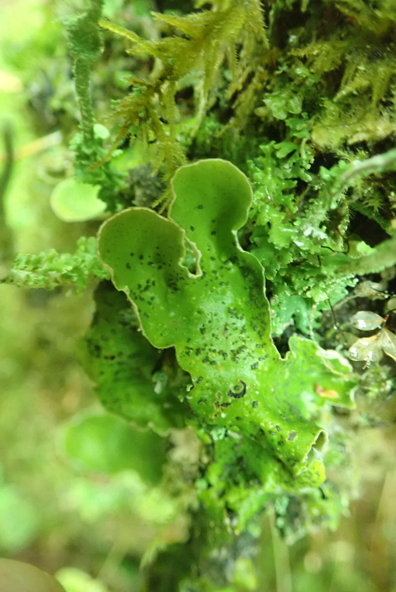 Image of British felt lichen