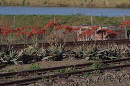 Image of Aloe striata Haw.