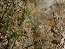 Image of Melodious Warbler