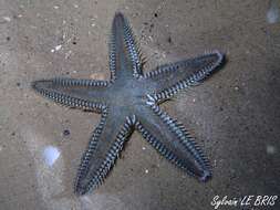 Image of Astropecten platyacanthus (Philippi 1837)