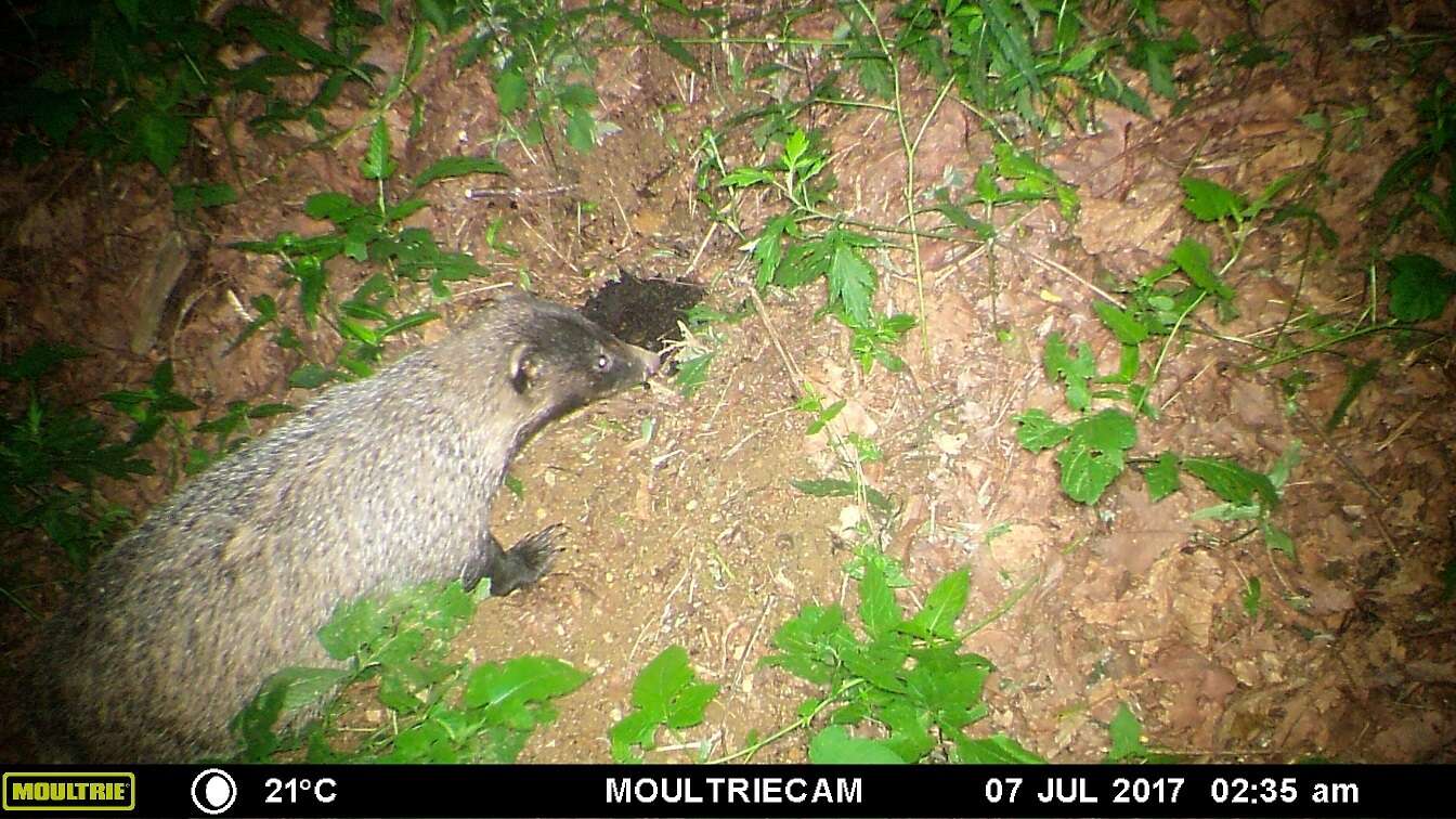 Image of Asian Badger