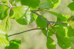 Слика од Crataegus viridis L.