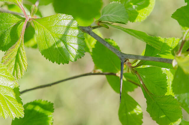 Image of green hawthorn