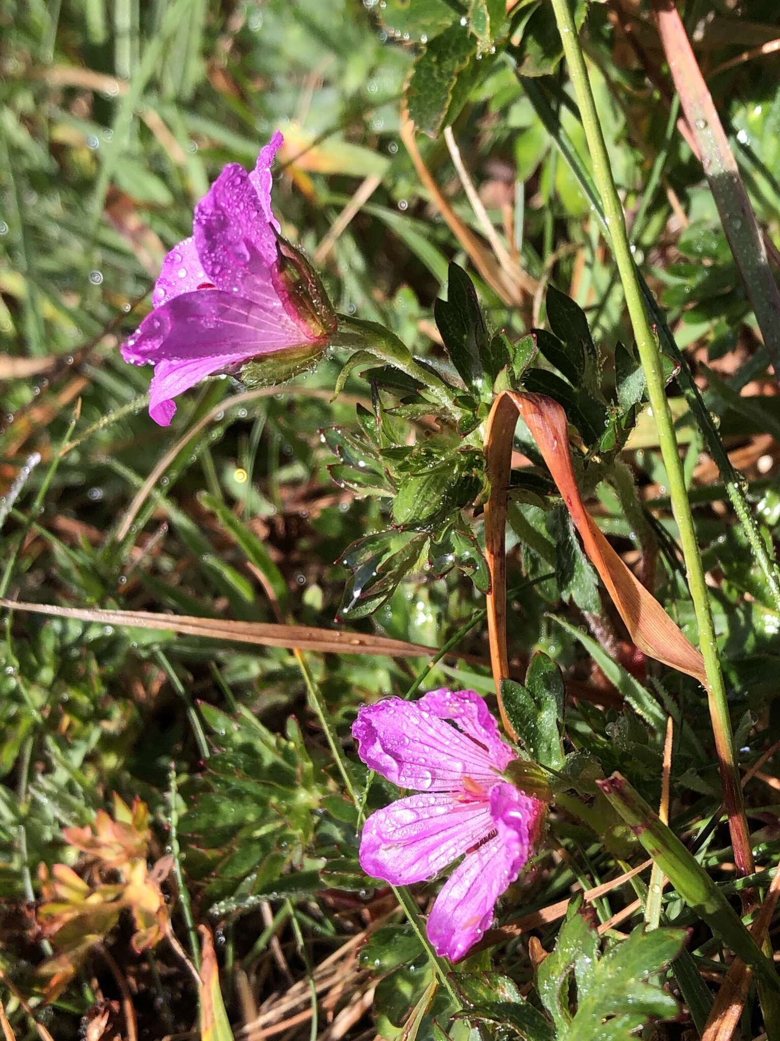 Image of Geranium hayatanum Ohwi