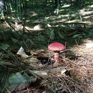 Image of Clinton’s boletus