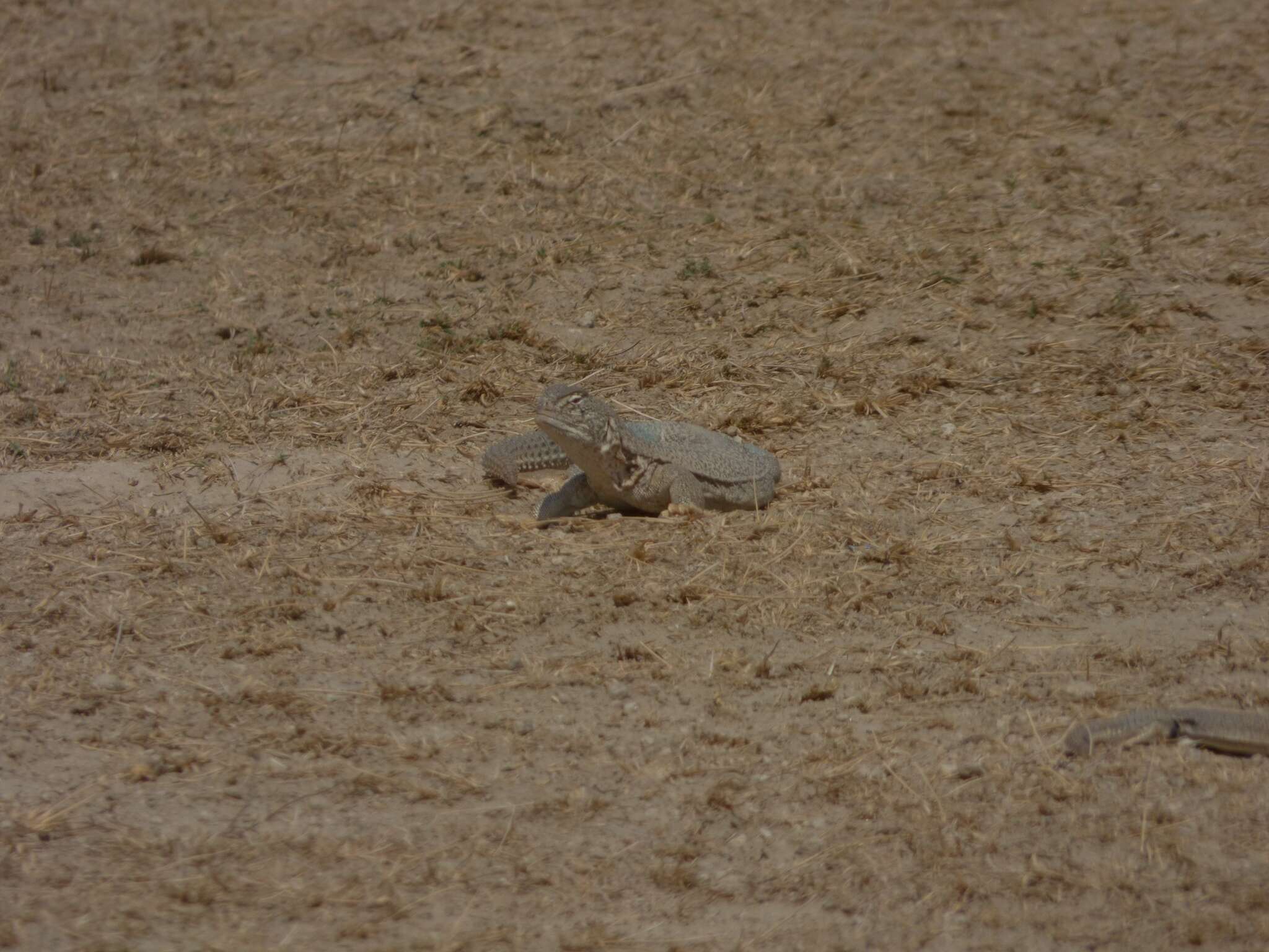 Image of Hardwick's spiny-tailed lizard