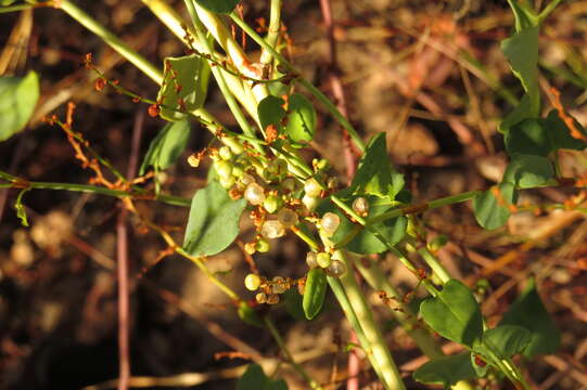 Image of Muehlenbeckia rhyticarya F. Müll.