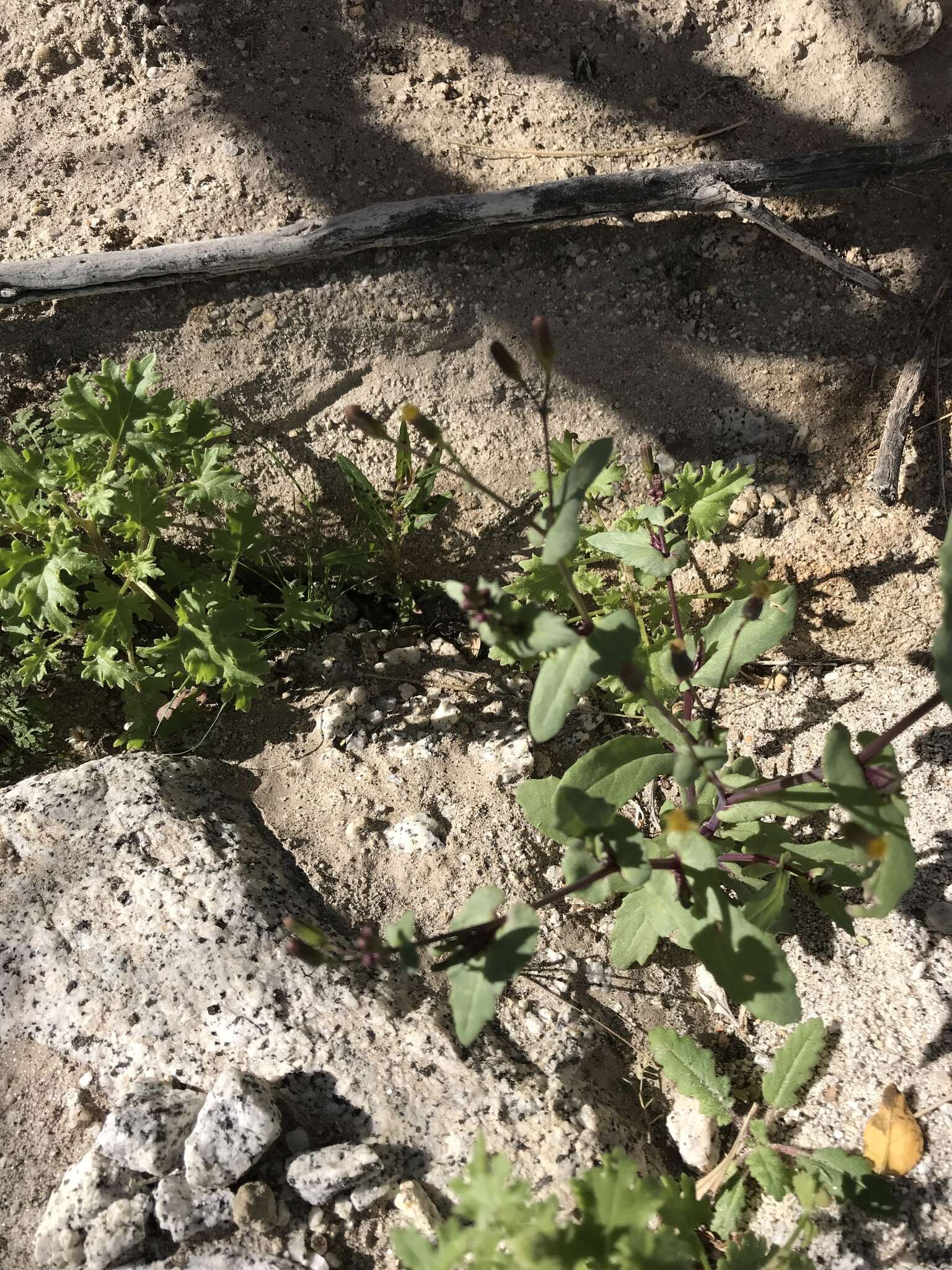 Image of Mojave ragwort