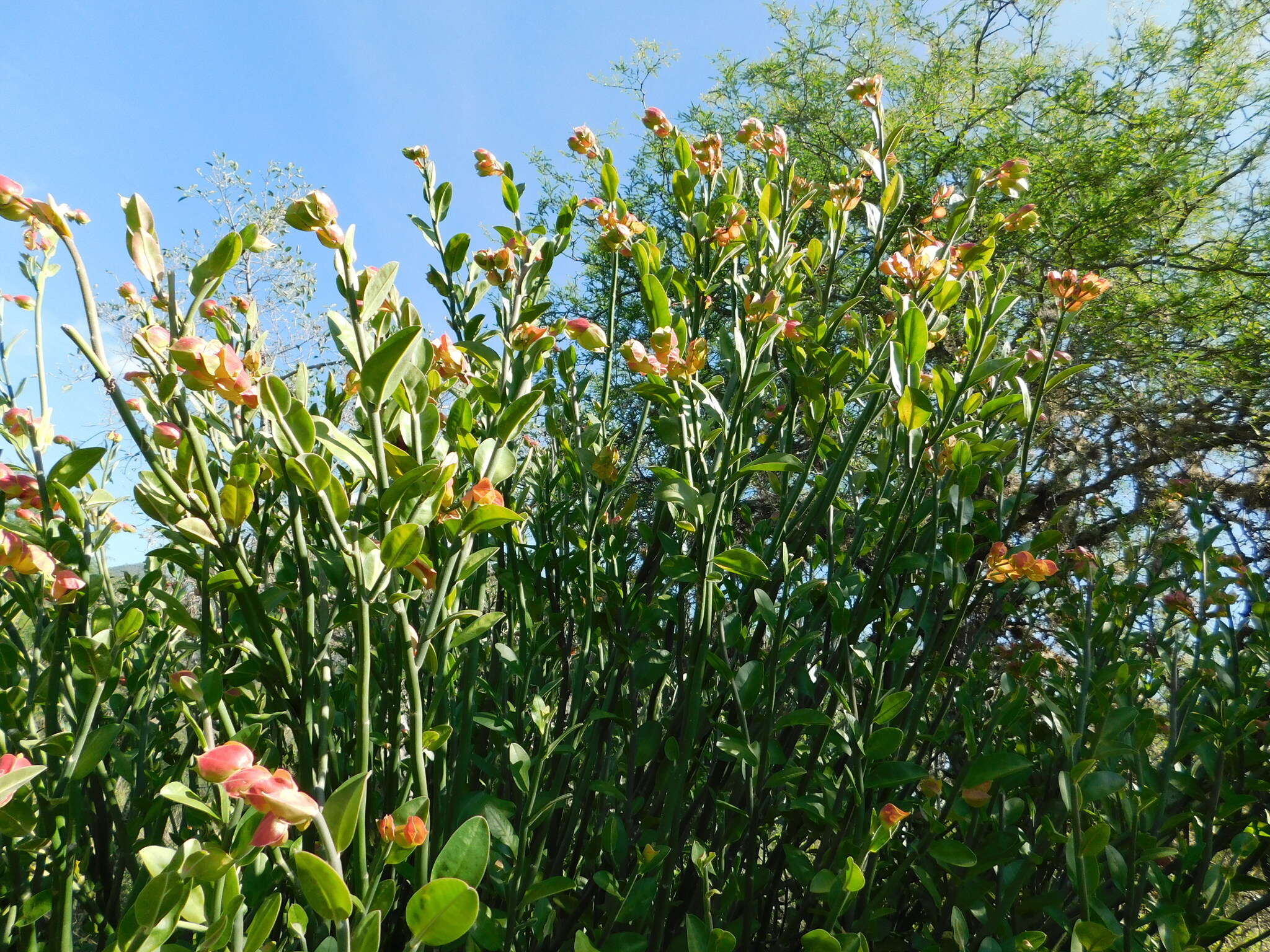 Слика од Euphorbia bracteata Jacq.