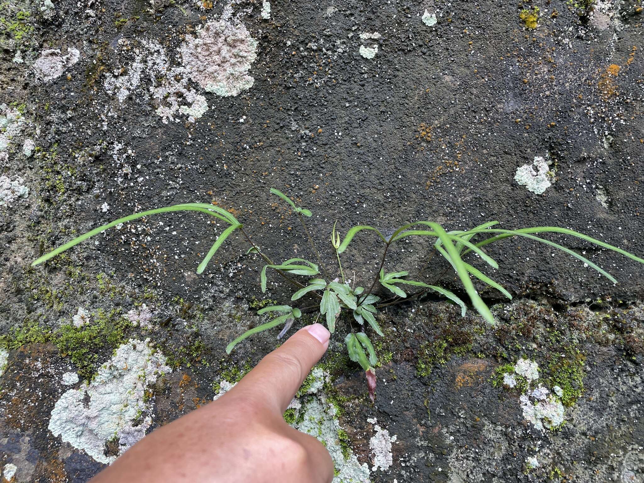 Image of Pteris ryukyuensis Tag.