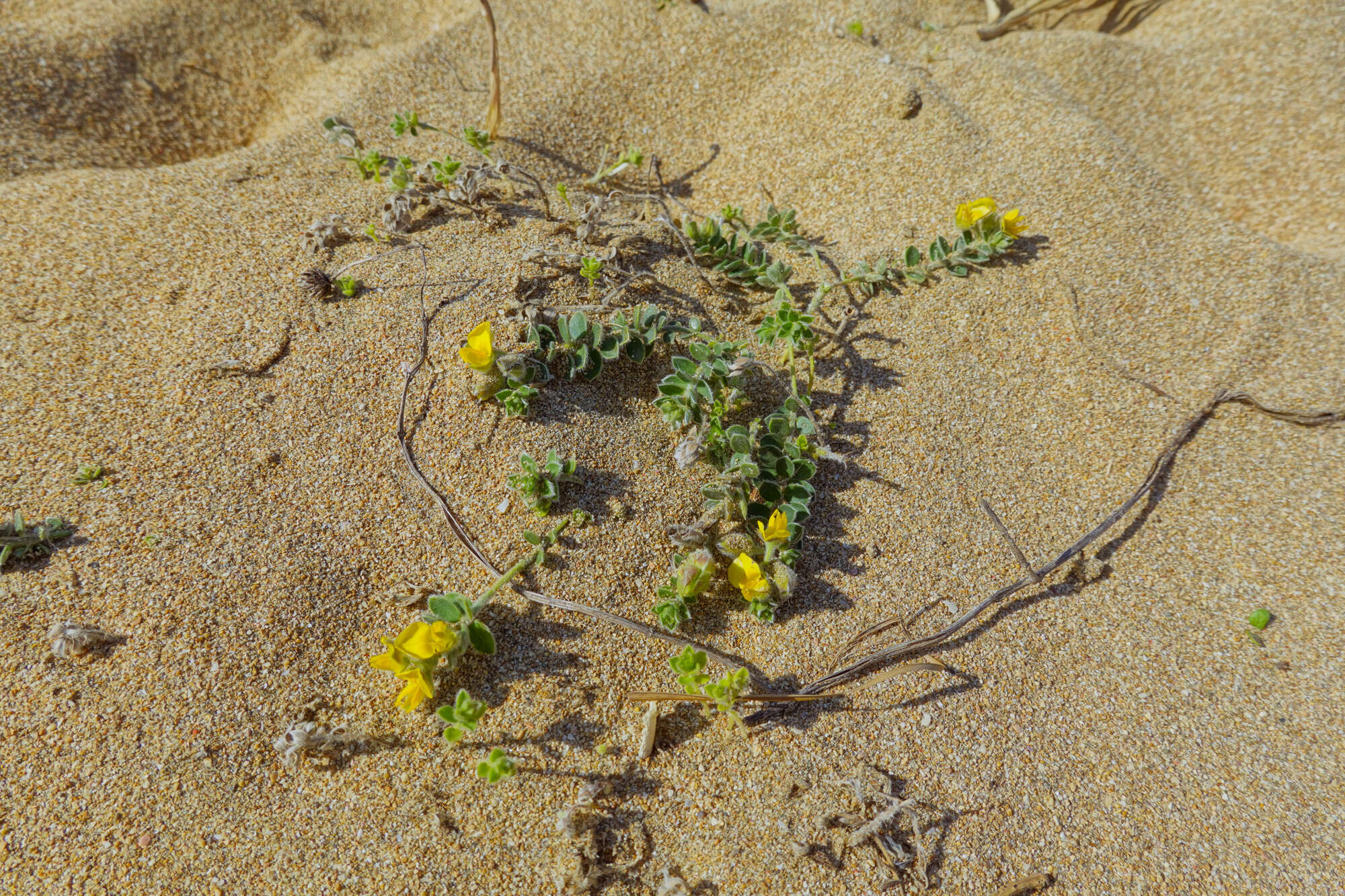 Image of Crotalaria similis Hemsl.