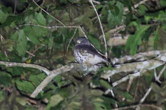 Glaucidium tephronotum Sharpe 1875 resmi