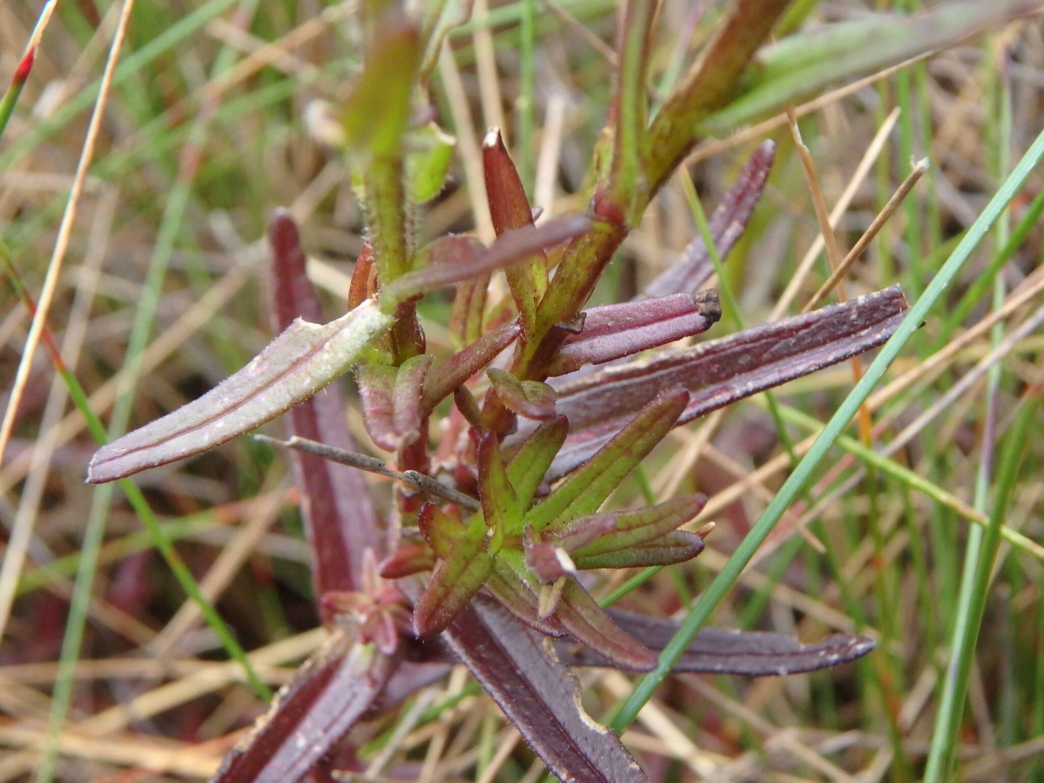 Слика од Castilleja integrifolia L. fil.