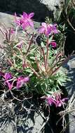 Imagem de Epilobium latifolium L.