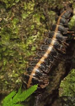 Слика од Platyrhacus lineatus (Pocock 1897)