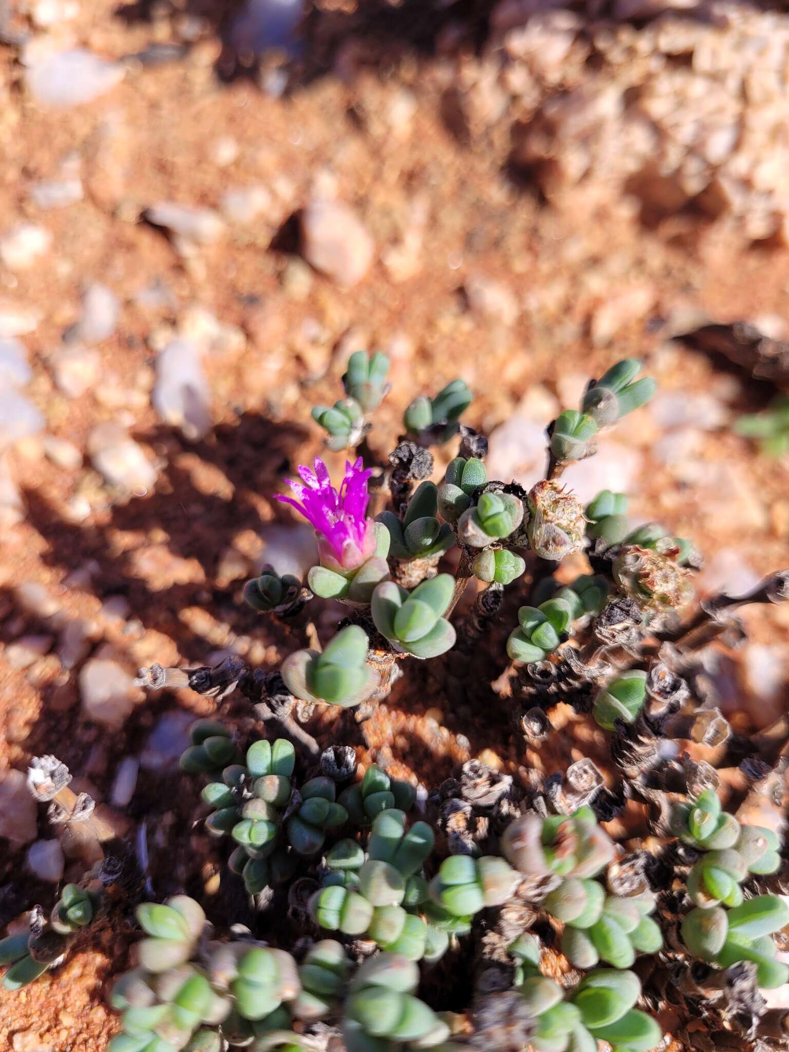 Image of Antimima papillata (L. Bol.) H. E. K. Hartmann