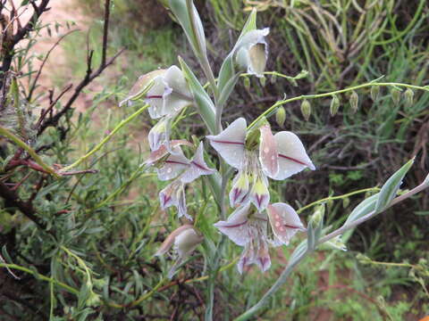 Image of Gladiolus orchidiflorus Andrews