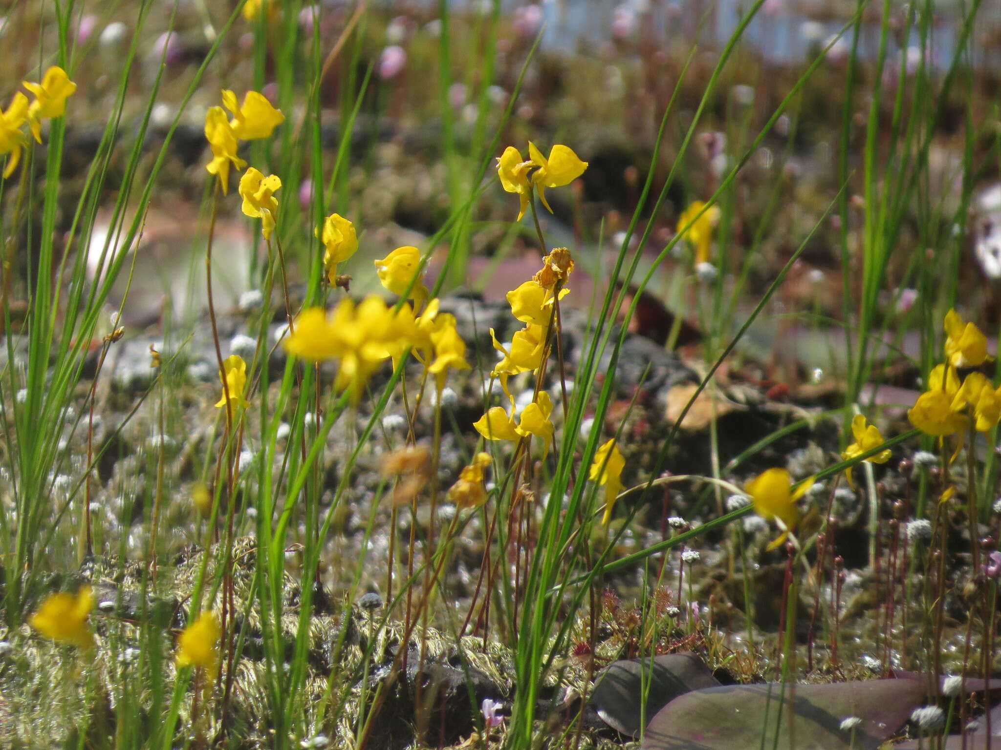 Plancia ëd Utricularia cornuta Michx.