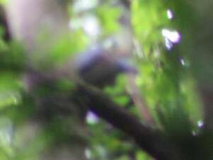 Image of Bolle's Laurel Pigeon