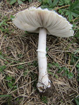 Image of Macrolepiota excoriata (Schaeff.) Wasser 1978