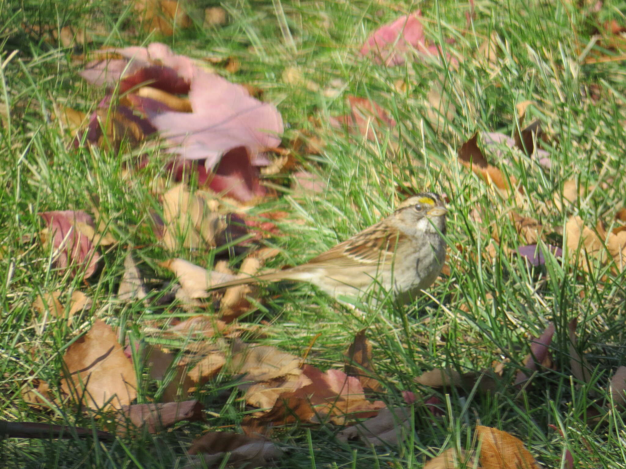 Image of White-throated Sparrow