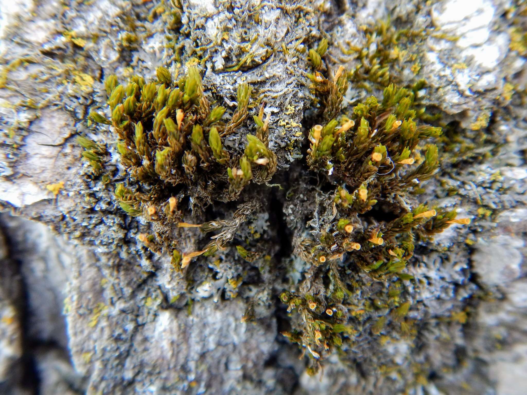 Image of crisped pincushion