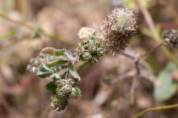 Слика од Medicago coronata (L.) Bartal.