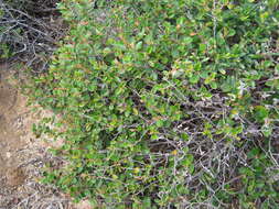 Image of Pomaderris paniculosa subsp. paniculosa