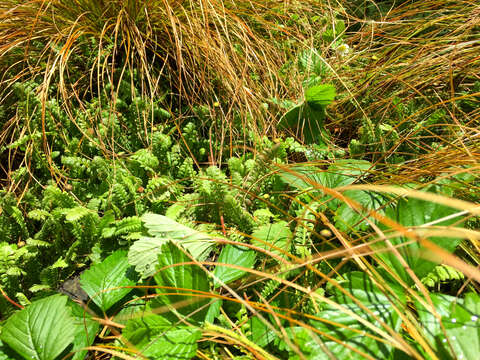 Image of Garden strawberry