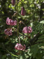 Lilium martagon var. martagon的圖片