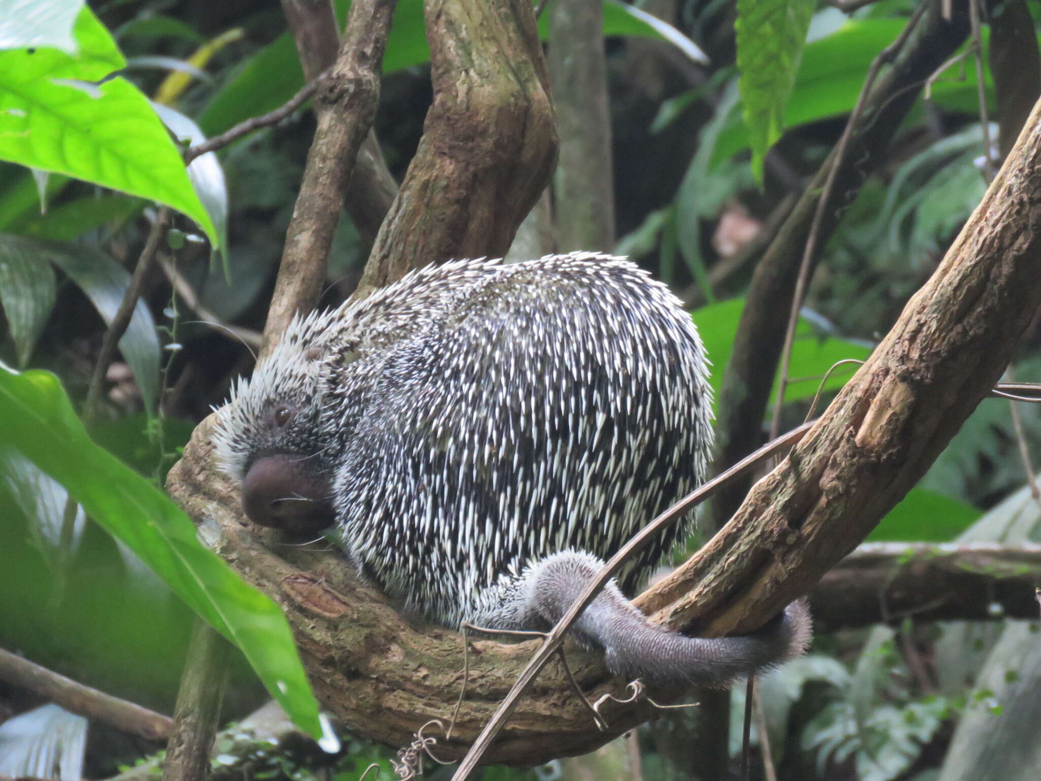 Coendou prehensilis (Linnaeus 1758) resmi