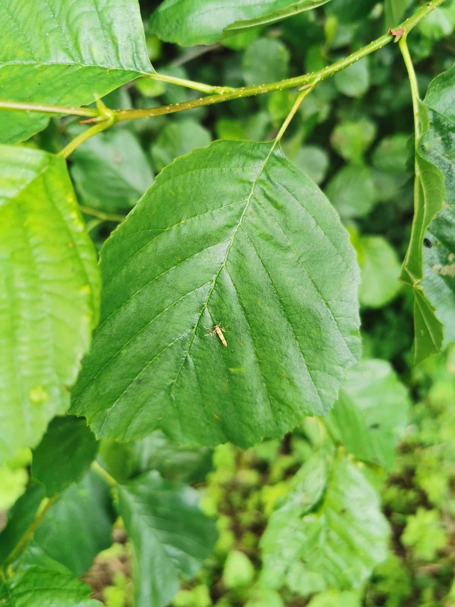 Слика од Stathmopoda pedella Linnaeus 1761