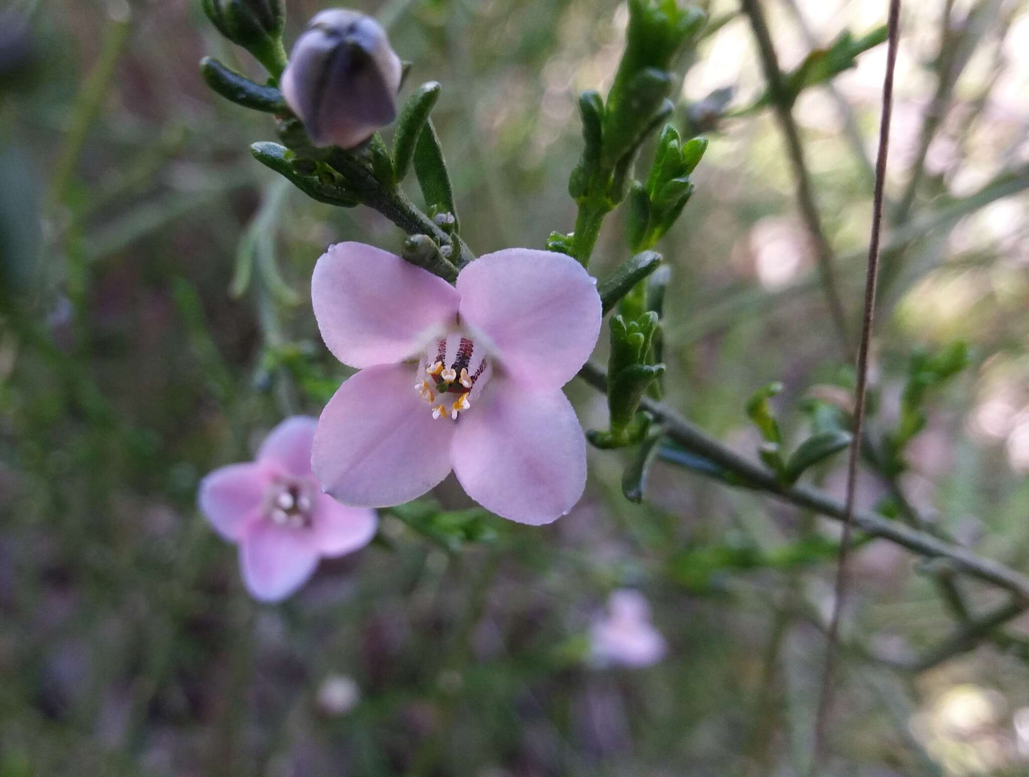 Image of Cyanothamnus coerulescens subsp. coerulescens