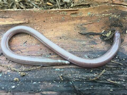 Image of Cuban Worm Lizard