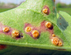 Image de Puccinia dioicae Magnus 1877