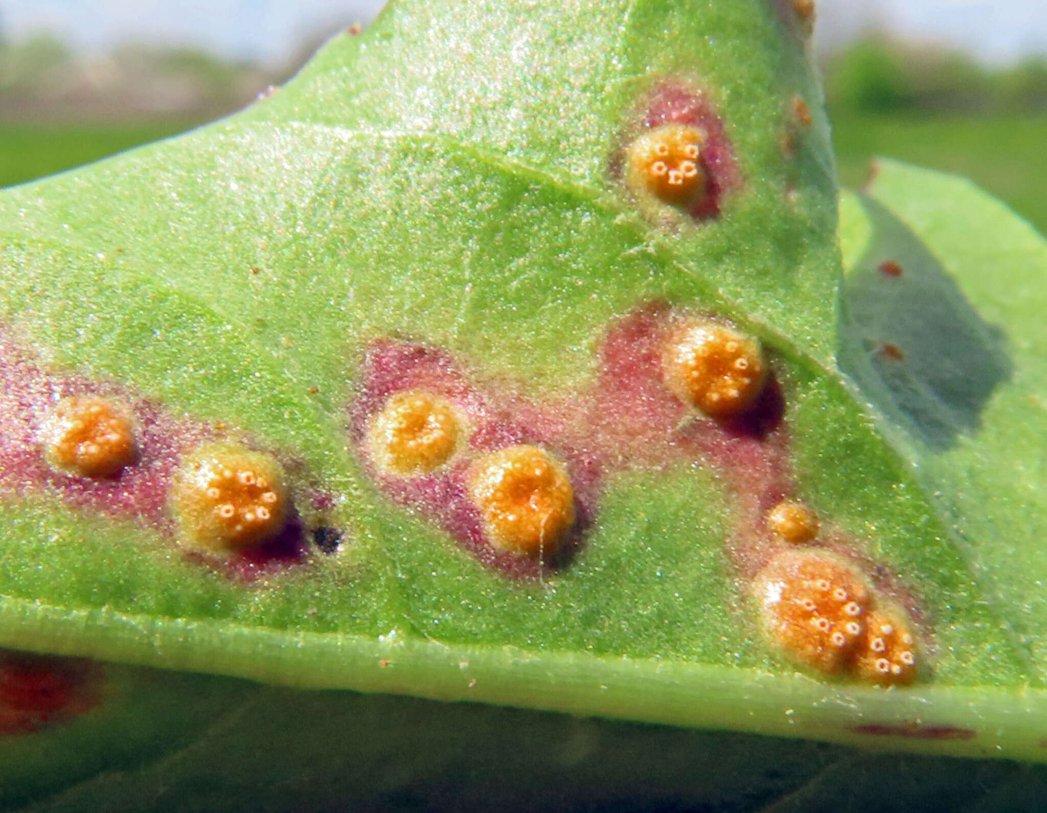 Image of Puccinia dioicae Magnus 1877