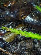 Image of Lockhartia imbricata (Lam.) Hoehne