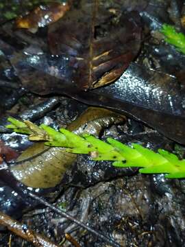 Image of Lockhartia imbricata (Lam.) Hoehne