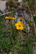 Image of Geum magellanicum Comm. ex Pers.