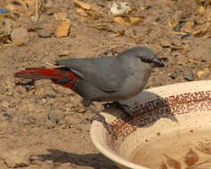 Image of Lavender Waxbill