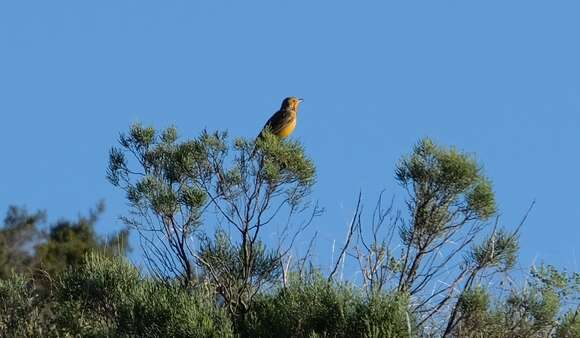 Plancia ëd Macronyx capensis (Linnaeus 1766)