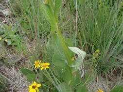 Image of Verbesina tetraptera (Ortega) A. Gray