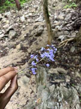 Image of Vitex hemsleyi Briq.