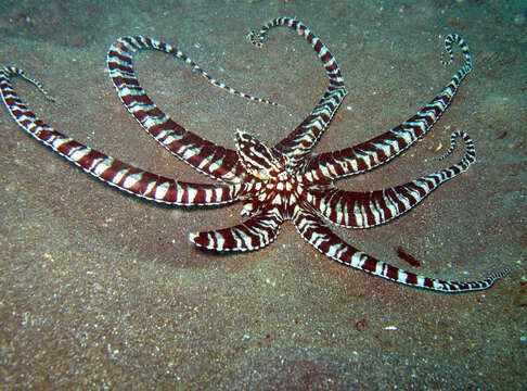 Image of Thaumoctopus Norman & Hochberg 2005