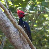 Image of Pale-billed Woodpecker