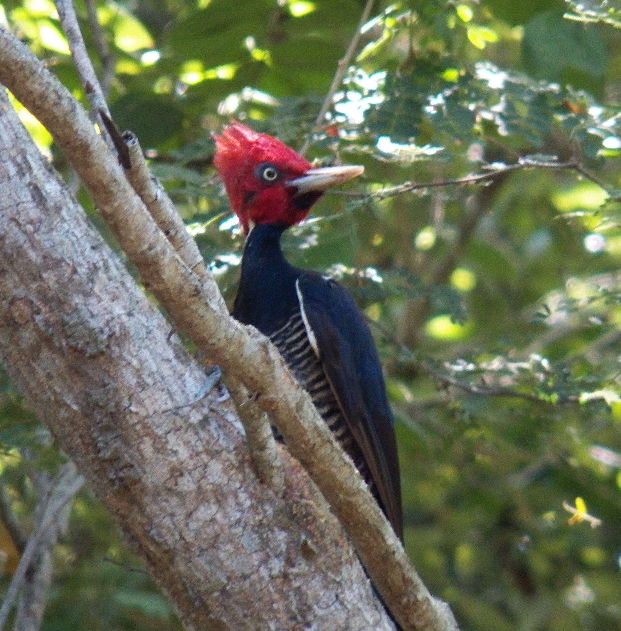 Image of Pale-billed Woodpecker
