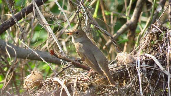 Image of Thrush Nightingale