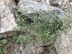 Image of Texas chickweed