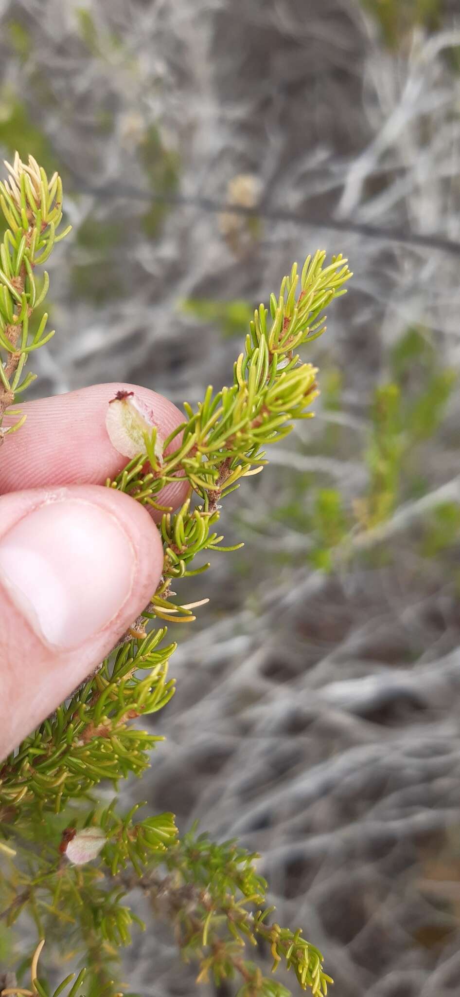 Image of Cliffortia burgersii E. G. H. Oliver & A. C. Fellingham